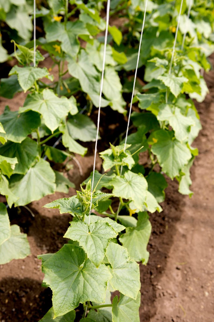 Greenhouse with green plants and trellising